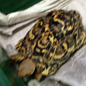 リクガメもいいなぁ。の画像