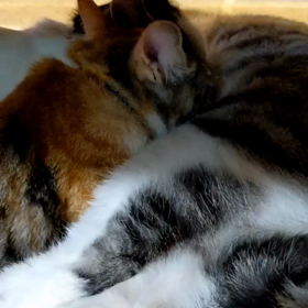 困ったちゃん達の画像