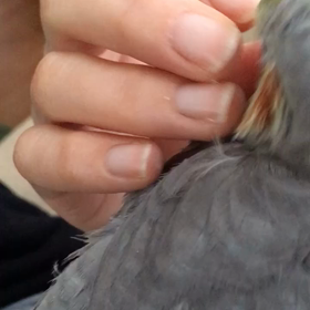 2代目オカメ さんの画像