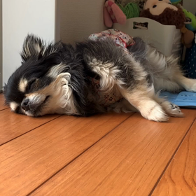 べるのお昼寝の画像