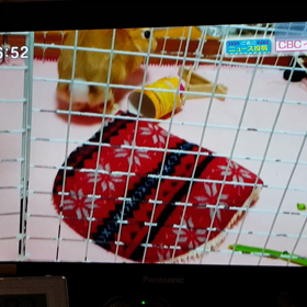 ハンナがTVに出ました。の画像