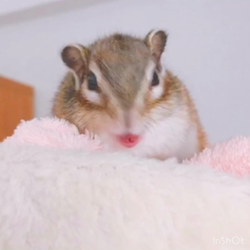 ちょこたんのおっきなあくび♪の画像