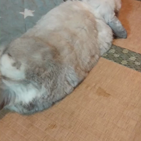 ねむいねむいの画像