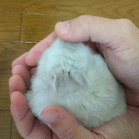 ネザーランドドワーフラビットの画像