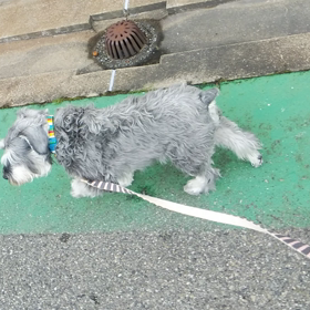 ベガくん、ダーラちゃんの画像