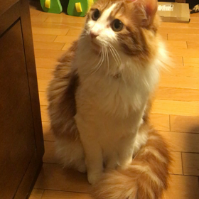 タコの足の画像