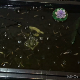 前に言ってた掛け合わせ(^^)の画像