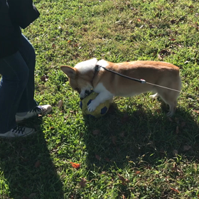 道満サッカーの画像