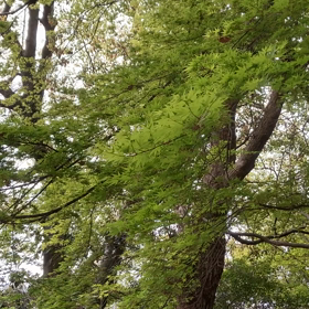 BTTB原点回帰の画像