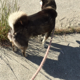 アズサの散歩♪の画像