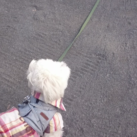 父の犬と公園散歩に…の画像
