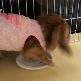 お腹すいたの！の画像