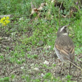 すぎぴたんの事件簿　シーズン２　２１１話（ツグミのツグ美！　ひねりなし）の画像