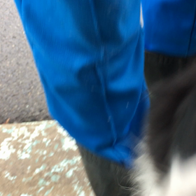 販売中4ヶ月ボーダコリー 伏せ練習初日の画像