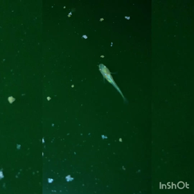 今日も寒かったがめだかは撮りました。の画像