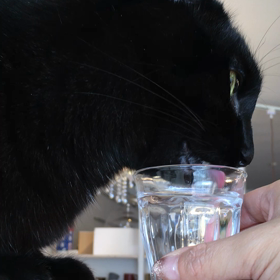 チェットの水飲みの画像