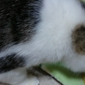 金太郎＆おにぎり君、去勢手術終了〜の画像