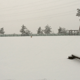 1月12日のドギーズパークの画像