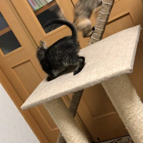 今日の保護猫の画像