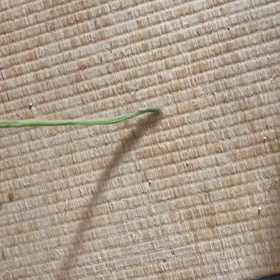 遊びたいっすーの画像