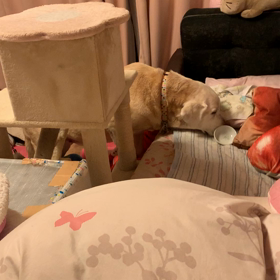 貪食よもぎの画像