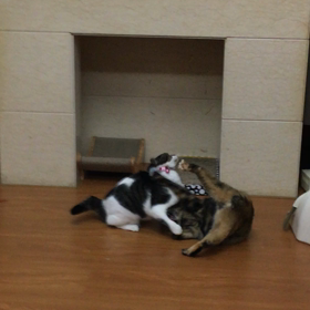 とある日のニャンズの画像