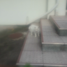 ラズリーちゃん動画の画像