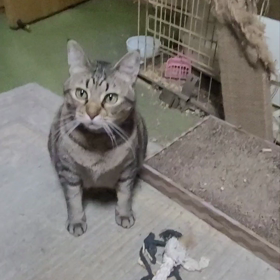 スーパー猫の日なのでアップの画像