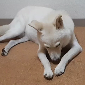 今日のシロくん 2の画像