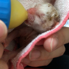 未熟児ちゃん達の画像