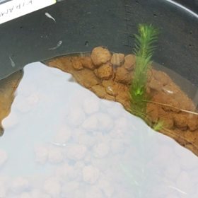 メダカの勉強しなきゃだなぁの画像