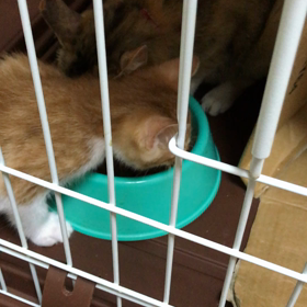 運動の後はの画像