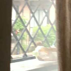 最近のすずめ食堂の画像