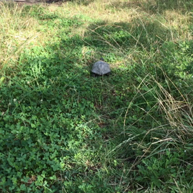 亀のお散歩の画像