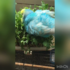 個性的に食すの画像