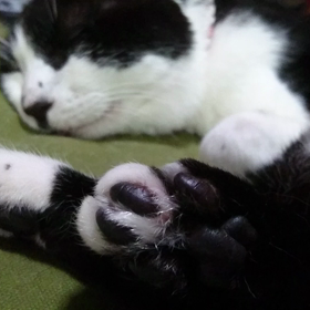 夢を見てたようでの画像