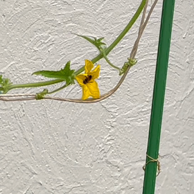 ”人間からみて害虫と呼ばれている崩壊者、分解者としてのお役目は？”の画像