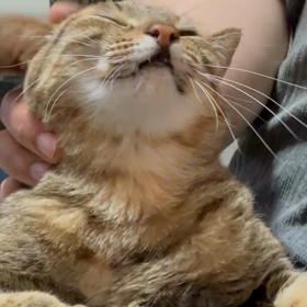 とろけるにゃ(´ฅㅅฅ｀)の画像