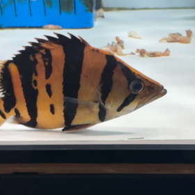年末にまた1人夢を叶える！シャムタイガーご成約！！の画像