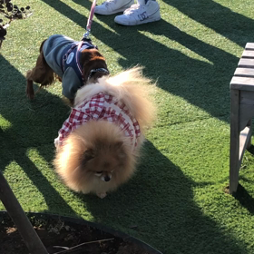 ブログ11年目の画像