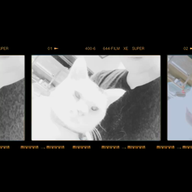 猫♩ピノ♩の画像