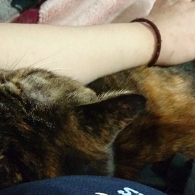 起きてるﾆｬ☆の画像