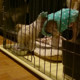 渋り食いの画像