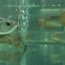 ノーマル、ショートボディー、ゴールデンヘッド62pcs4月14日入荷予定の画像