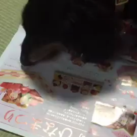 わんわん動画♪の画像