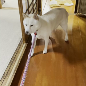 ウメのイヤイヤの画像