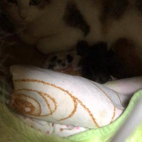 小夏のチビ達、頑張れ！の画像