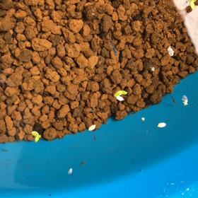 メダカのベビーの画像