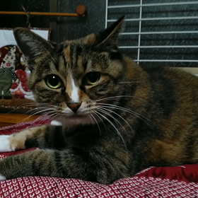 台風の夜はにゃんすけハウスで寝ま〜すの画像