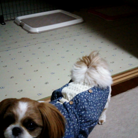 怒るワンコとトホホな飼い主の画像